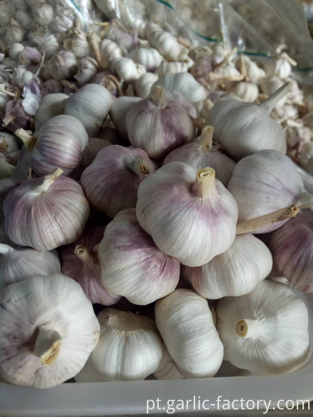 The cheapest and The smallest of garlic